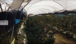 AO Berries harvesting team, Mexico