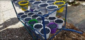 Pickers logging crates with PickApp mobile tools