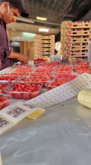 Blueberries Farming 6 Blueberry Farming Success Morocco