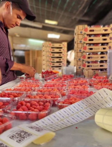 Quality-control dashboard at SOEMA farm